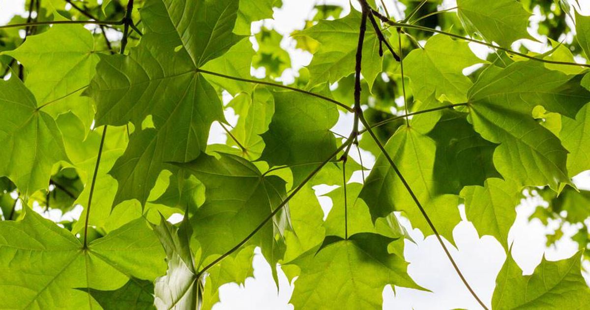 How to Stop Tree Roots from Sprouting in the Lawn | Davey Blog | Davey Tree