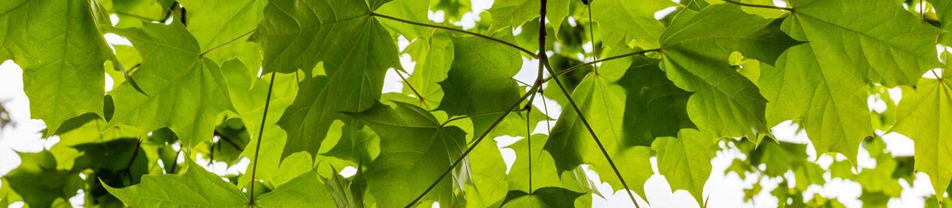 How to Stop Tree Roots from Sprouting in the Lawn | Davey Blog | Davey Tree