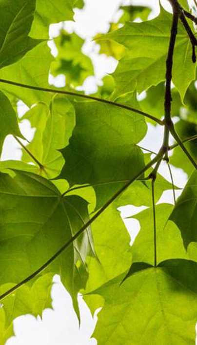 How to Stop Tree Roots from Sprouting in the Lawn | Davey Blog | Davey Tree