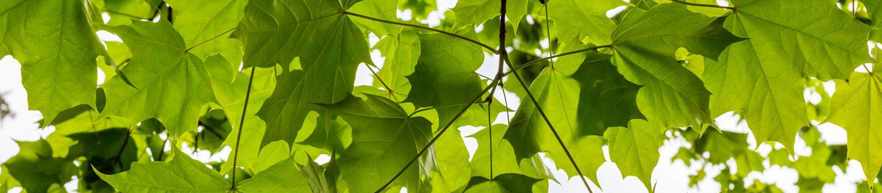 How to Stop Tree Roots from Sprouting in the Lawn | Davey Blog | Davey Tree