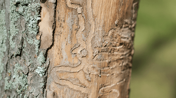 Pest And Disease Center Eab Sideimage2 608X341