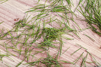 Live Christmas Tree Needle Care