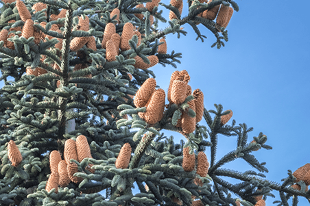 Fir Tree Cones 600X400