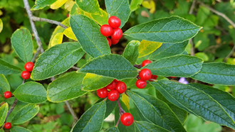 Winterberry Holly Leaf