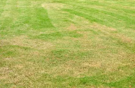 Yellow Grass Over Fertilized Fertilizer Burn Davey Tree