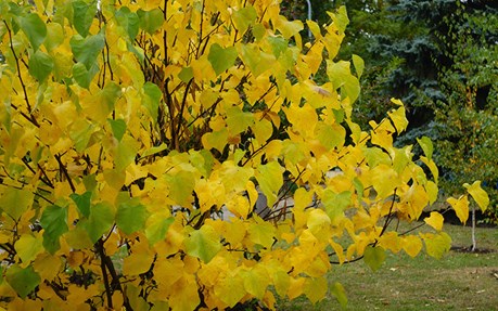 Eastern Redbud Tree Varieties Heart Of Gold