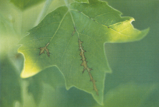 Anthracnose Sycamore