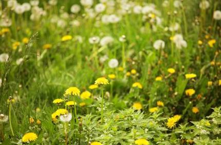 Lawn Full Of Weeds How To Kill Or Get Rid Of Davey Tree