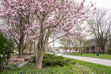 Tree Identification: Do I Have a Magnolia Tree? | Davey Tree