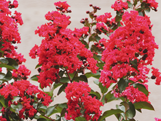 Red Rocket Crape Myrtle600x450