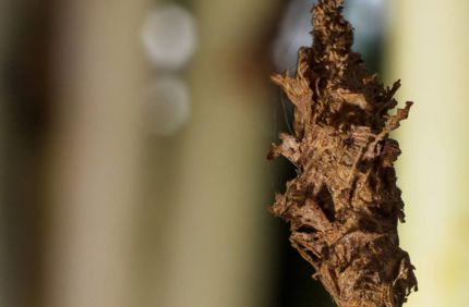 Bagworm On Tree Davey Tree