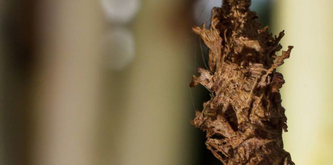 Bagworm