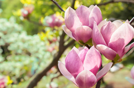 Pink Magnolia Tree