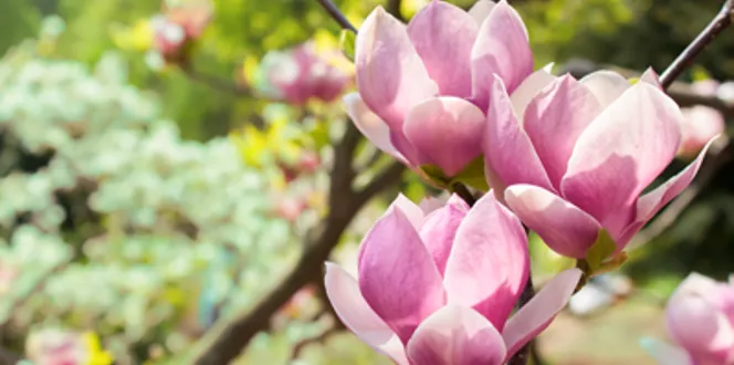 Pink Magnolia Tree