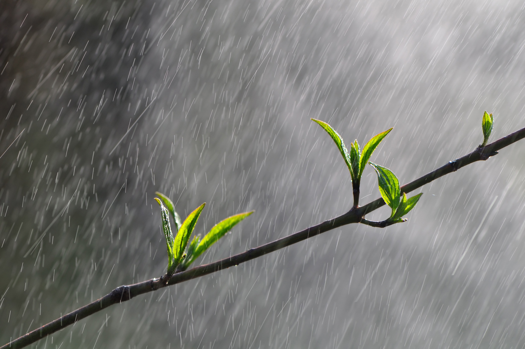 Tree Safety & Waterlogged Soil Davey Tree