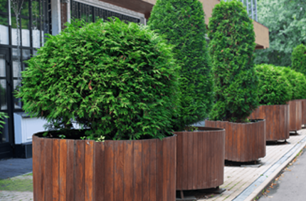 Dwarf Evergreen Container Plants