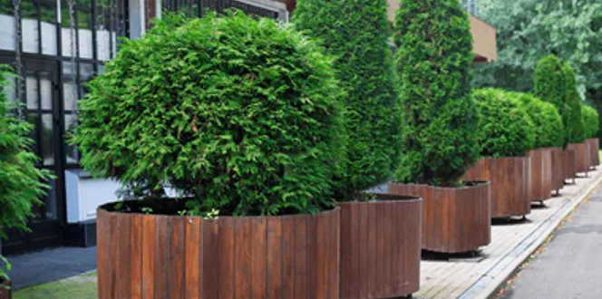 Dwarf Evergreen Container Plants