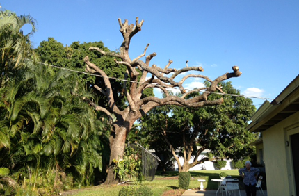 Live Oak Englunds Tree Service