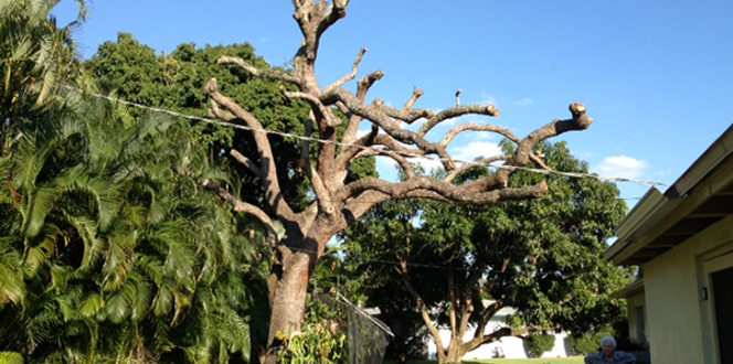 What Is Tree Topping and Why Topping Is Harmful to Trees | Davey Blog ...