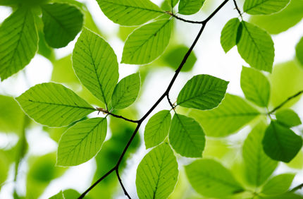 Beech Tree