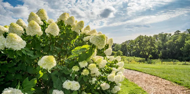 How Do I Get My Hydrangea To Bloom