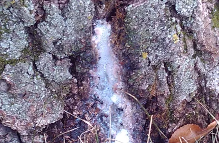 Tree Leaking Water Bacterial Wetwood Davey Tree