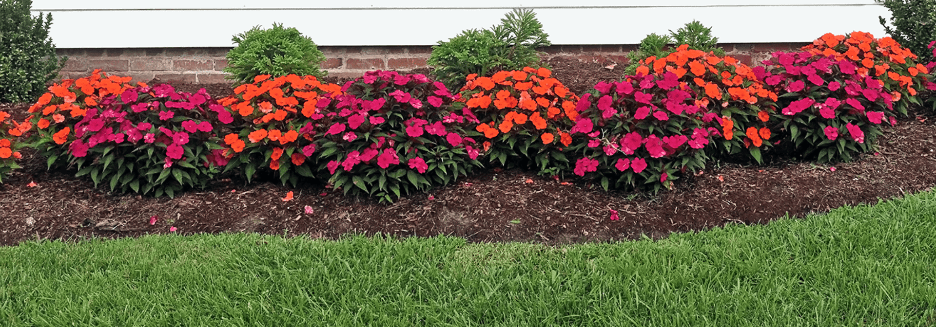 Best Plants For Flower Beds