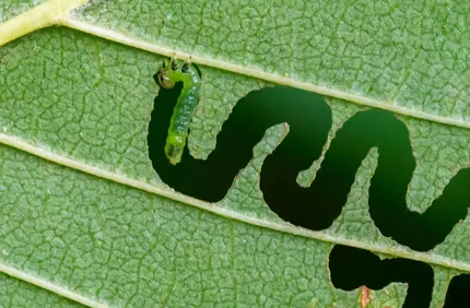 Zigzag Elm Sawfly