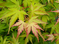 Coral Bark Japanese Maple600x450