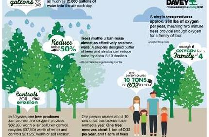 Environmental Tree Benefits