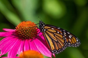 Pollinator Garden List Butterfly On Coneflower