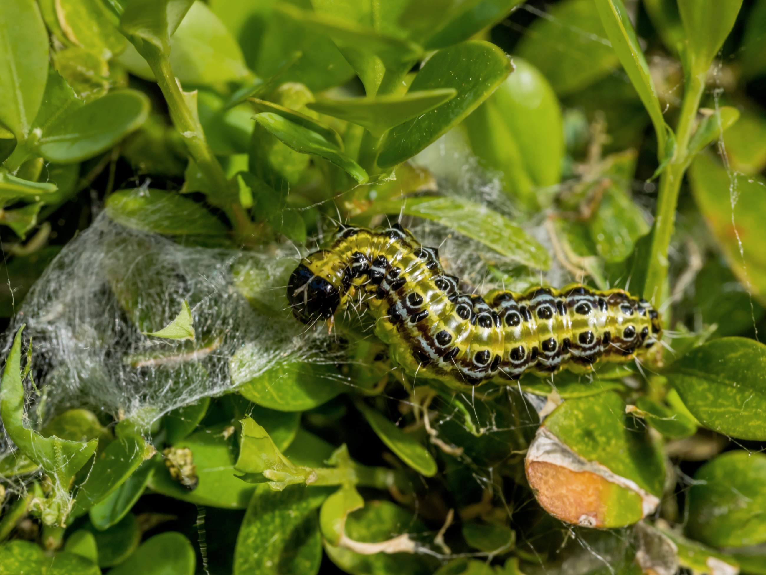 Box Tree Moth Caterpillar