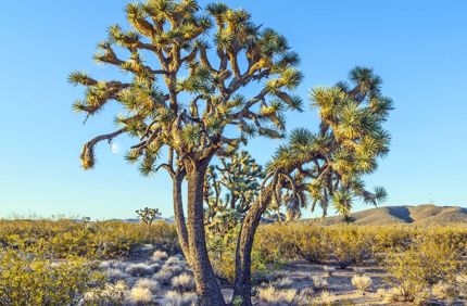 Joshua Tree Trees In Drought