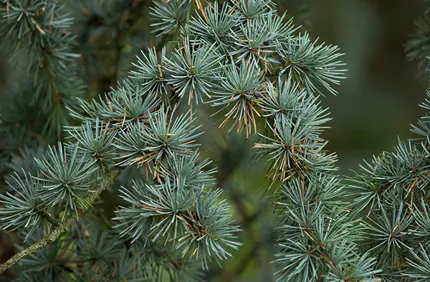 Cedar Stock