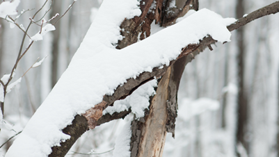 Winter Tree Care Winter Damage