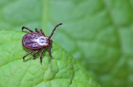 How To Keep Ticks Out Of Your Yard Davey Tree