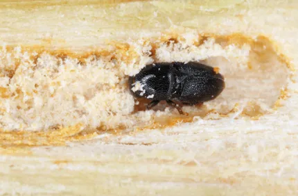 Black Twig Borer Control