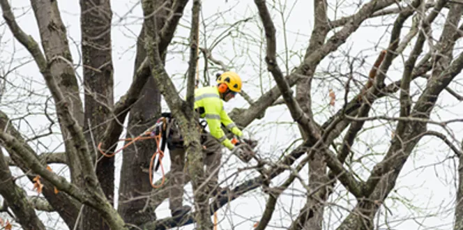 Winter Tree Care Dormant Pruning