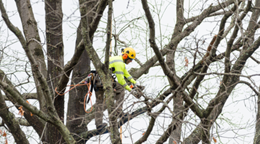 Your Backyard Tree Checklist for the Winter Storm Season | Davey Tree