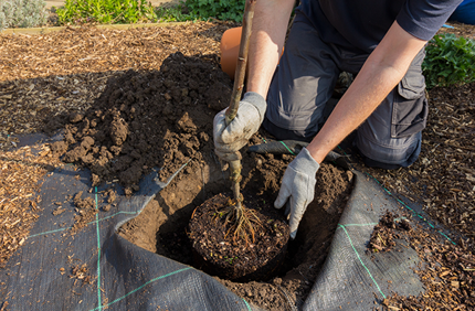 Newly Planted Tree Care