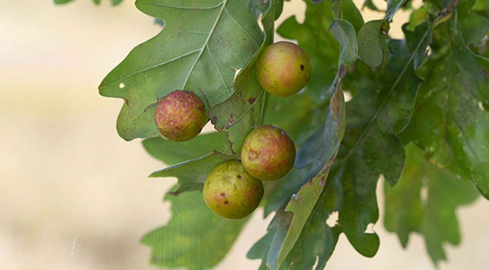 Oak Tree Identification Guide | Davey Tree