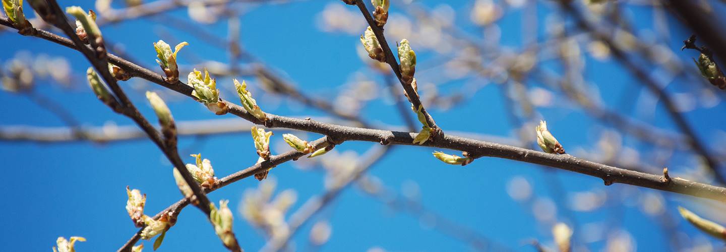 Wait Before You Use Pruning Sealer On Trees Davey Tree   Spring Branch Banner Stock 