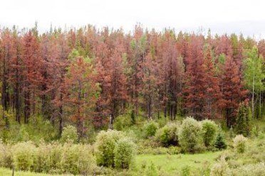 Dead Trees From Mountain Pine Beetle Davey Tree