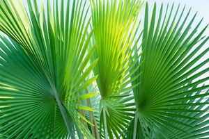 Palmate Palm Tree