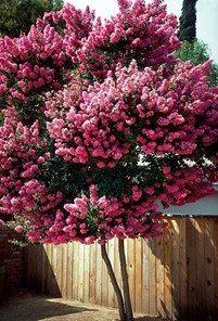 best small trees for landscaping