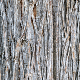 Identify Juniper Tree Bark