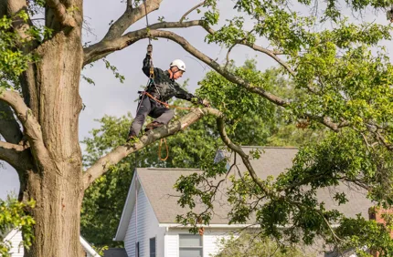 How Often To Prune Trees And Oak Trees Davey Tree
