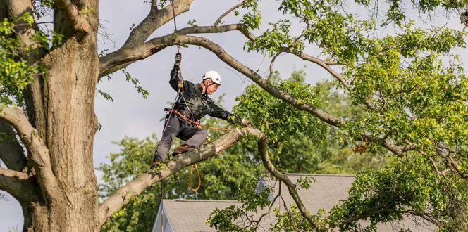 How Often To Prune Trees And Oak Trees Davey Tree