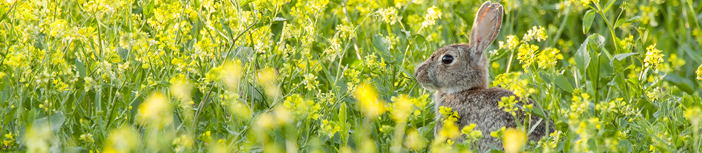 Shrub Protection From Rabbits How To Protect Small Trees And Shrubs From Rabbits| Davey Blog | Davey Tree