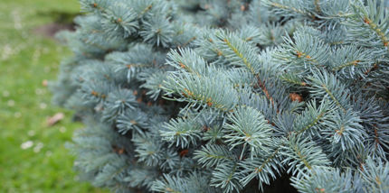 Signs Your Trees Need Pruning Davey Tree Signs Your Trees Need Pruning Davey Tree
